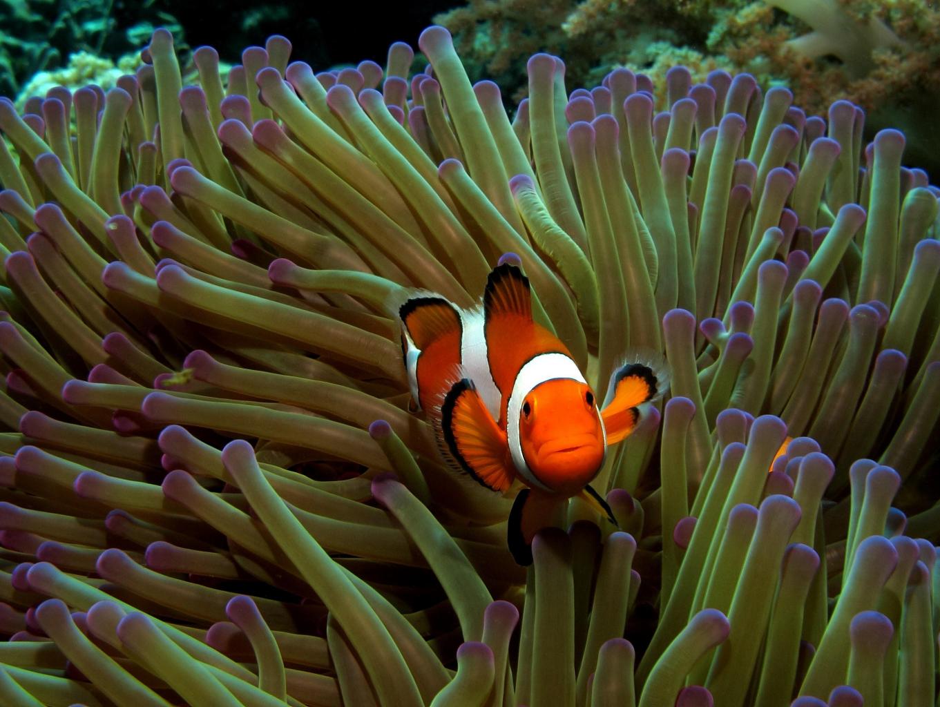 Terumbu Karang Desa Budo